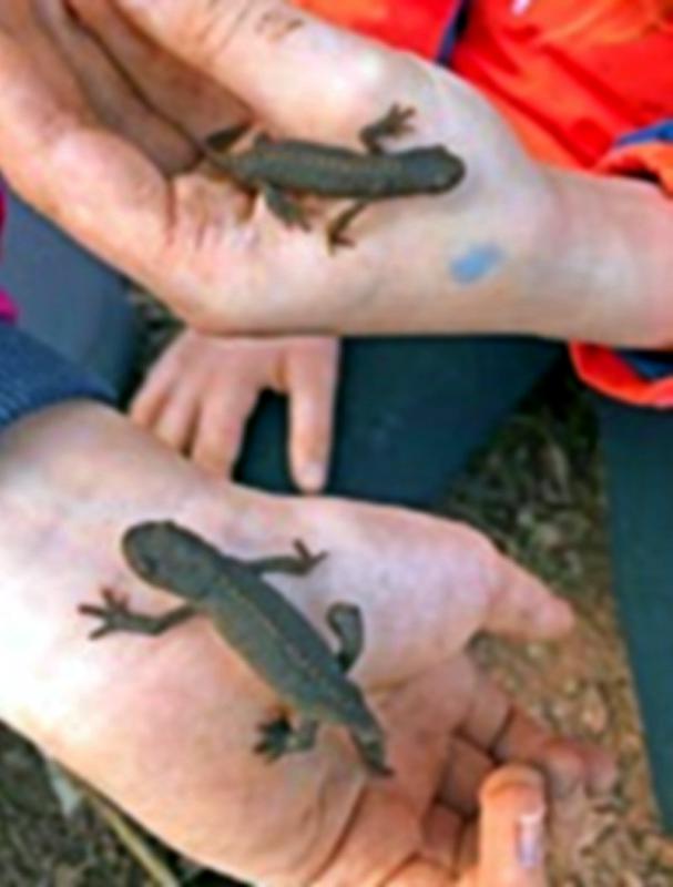 Auch Bergmolche gehörtsen dazu