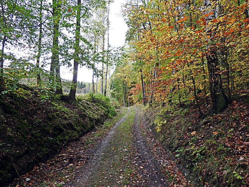 Herbstwald