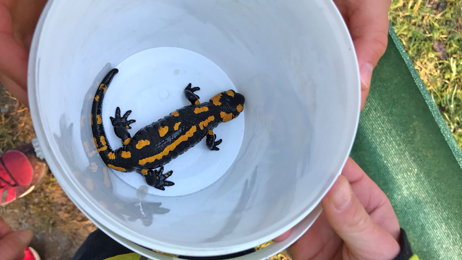 Feuersalamander