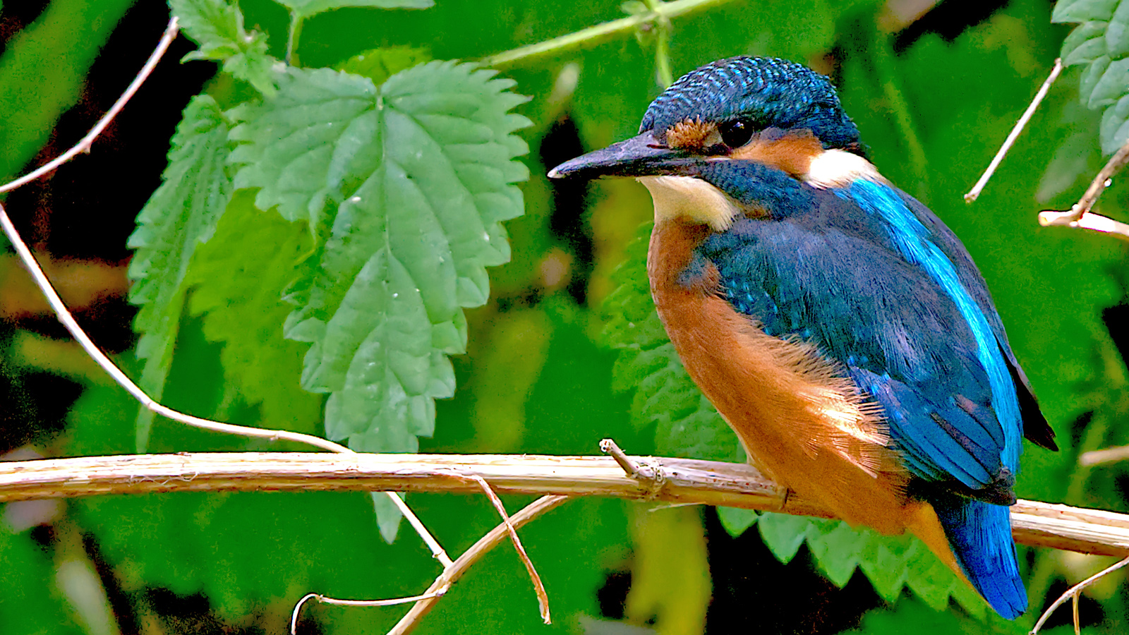 Eisvogel