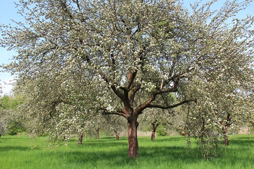 Streuobstwiese